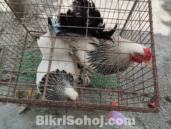 কলম্বিয়ান লাইট ব্রাহমা
